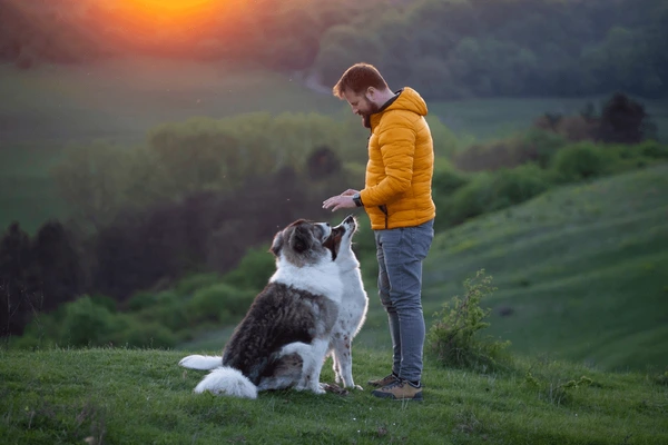 Kurs behawiorysta psów
